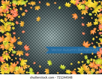 Autumn falling leaves on transparent background. Autumnal foliage fall of maple leaves.