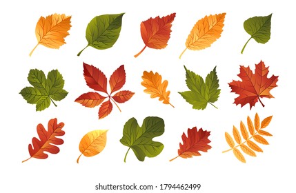 Autumn falling leaves set. Vector realistic illustration. Bight colors. White background