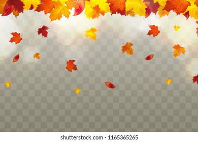 Autumn falling red, yellow, orange, brown leaves on bright  transparent background. Vector autumnal foliage fall of maple leaves. Design concept for seasonal holiday greeting card.