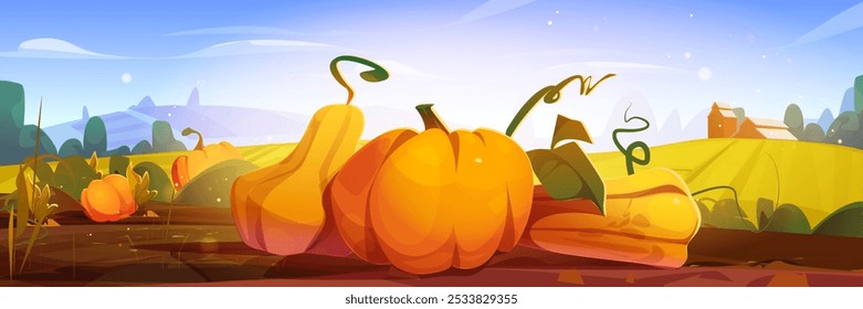 Autumn farm field landscape with ripe orange pumpkins on ground, hills and red barn on horizon, blue sky with sun. Fall seasonal agriculture countryside scenery with vegetable harvest and farmer house