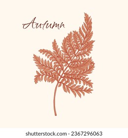 Autumn fern. Hand drawn red leaf. Vector botanical illustration. Art line style. Design for labels, covers, cosmetics, dishes.