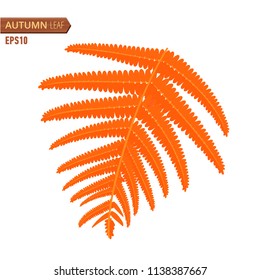 Autumn fern leaf isolated on a white background. Vector illustration