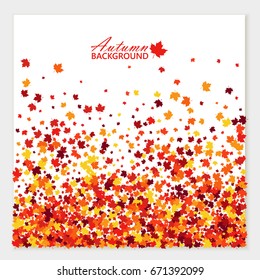 Autumn festive banner with scattered maple leaves in traditional Fall colors - orange, yellow, red, brown. Vector illustration. Isolated