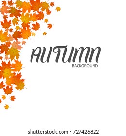 Autumn floral background. Leaves isolated on white background
