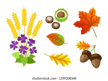 Autumn floral elements and chestnut isolated icons set vector. Maple leaves foliage, acorn and flouring bloom, ears of wheat organic autumnal items