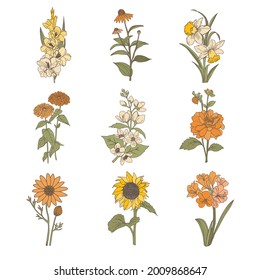 Autumn flower elements. hand-drawn set. gladiolus, dahlia, jasmine, zinnia, ursinia.