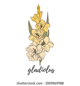Autumn flower elements. hand-drawn set. gladiolus flower.