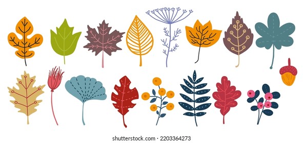 Autumn flowers. Hand drawn doodle fall. Nature plant foliage. Colorful leaves and herbs. Modern forest berry. Isolated oak acorn. Rowan and maple greenery. Vector floral elements set