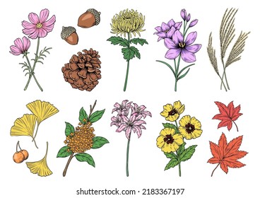 Autumn flowers and plants, vector illustration, line drawing and painting, set of fall illustrations.