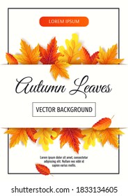 Autumn flyer or background with bright autumn leaves. A4 vector illustration for banner, poster, invitation, special offer, advertising, flyer, commercial.