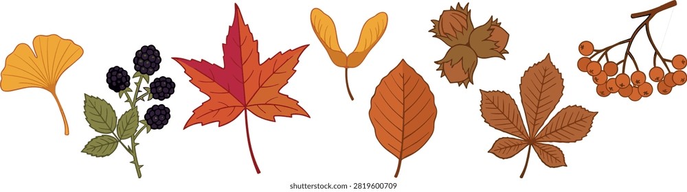 Autumn Foliage and Forest Elements Vector Set Featuring Colorful Maple Leaves, Ginkgo, Blackberries, Acorn Nut, Samara Seed, and Rowan Berries for Seasonal Design.eps