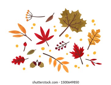 Autumn foliage hand drawn vector illustrations set. Different trees dried leafage and berries isolated on white background. Fall season forest flora. Maple, oak, rowan and chestnut leaves composition.