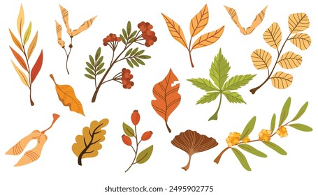 Autumn foliage hand drawn vector illustrations set. Different trees dried leafage and berries isolated on white background. Fall season forest flora. Maple, oak, rowan and chestnut leaves composition.