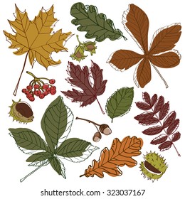 Autumn foliage herbarium chestnut nuts set