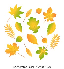 Autumn foliage. Oak, maple, rowan, leaves. Vector over white background.