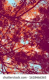 Autumn foliage scenery seen from below, looking up. Purple and orange leaves against the light, blue sky and soft white clouds.