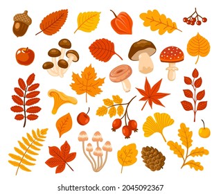 Autumn foliage, various mushrooms, acorn, berries, cedar cone. Fall collection. Set of isolated forest elements. Vector hand drawn cartoon illustrations.