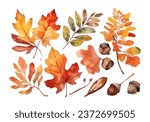 Autumn foliage watercolor collection set, fall leaves, maple leaf, acorns, berries, spruce branch. Forest design elements illustration