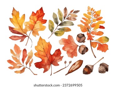 Autumn foliage watercolor collection set, fall leaves, maple leaf, acorns, berries, spruce branch. Forest design elements illustration
