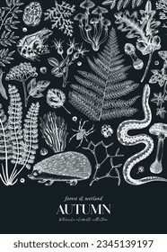 Autumn forest background. Hand-drawn vector illustration on chalkboard. Fallen leaves, ferns, autumn plants, mushrooms, woodland animals sketches. Greeting card or invitation design
