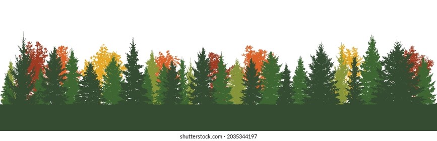 Autumn forest, beautiful and realistic fir trees and ash trees. Horizon. Vector illustration