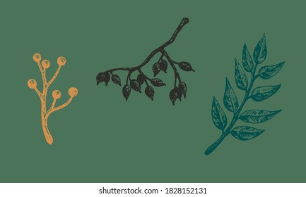 Autumn forest botanic elements. Hand drawn leaves, branches and berries. Vector illustration isolated on green background. Natural collection.