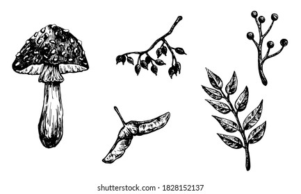 Autumn forest botanic elements. Hand drawn fly agaric mushroom, leaves, branches, samara and berries. Vector illustration isolated on white background. Natural collection.