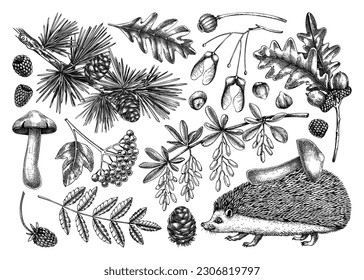 Autumn forest design elements in sketch style. Botanical drawings of fallen leaves, mushrooms, berries, and hedgehog. Vintage fall plants hand-drawn illustrations. Woodland wildlife vector collection