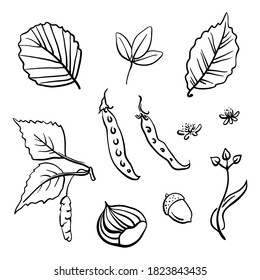 Autumn forest elements collection: leaves, acorn, seeds, and chestnut. Hand drawn black line sketch isolated on white background. Vector illustration