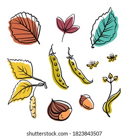 Colección de elementos forestales otoñales: hojas, bellota, semillas y castaño. Esbozo de líneas coloridas dibujado a mano aislado en fondo blanco. Ilustración del vector