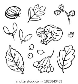 Autumn forest elements collection: mushrooms, berries, seeds, leaves and chestnut. Hand drawn black line sketch isolated on white background. Vector illustration
