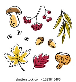 Autumn forest elements collection: mushrooms, berries, acorns, leaves and seeds. Hand drawn colorful line sketch isolated on white background. Vector illustration