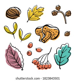 Sammlung von Herbstwäldern: Pilze, Beeren, Blätter, Samen, Kastanien. Handgezeichnet bunte Skizze einzeln auf weißem Hintergrund. Vektorgrafik
