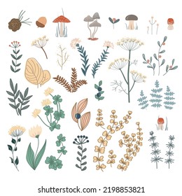 Autumn forest herbs and flowers, floral elements set. Vector doodle hand drawn plants and mushrooms isolated design elements