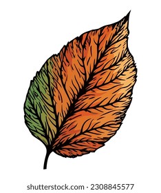 Autumn forest leaf over white