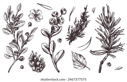 Plantas forestales de otoño, arándanos, arándanos, arándanos, conos, hojas, agujas de pino, musgo y hierba. Ilustración gráfica, dibujado a mano con tinta marrón, arte lineal monocromo. Conjunto de Elementos