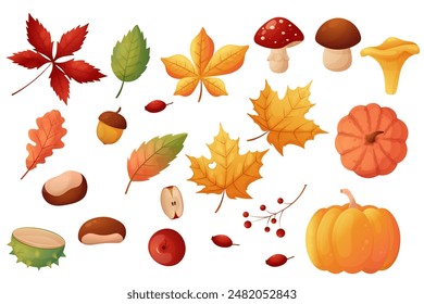 Autumn forest set. Collection of fallen leaves, mushrooms, chestnuts and pumpkins. Isolated on a white.