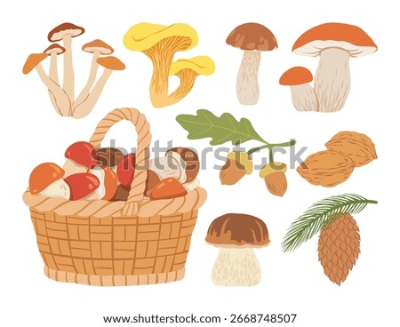 Autumn forest set. Wicked basket with different mushrooms, pinecone, and acorns. Autumn harvest of edible fungi. Fall forest fungus. Flat vector illustration.