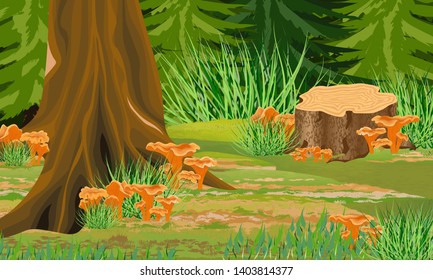 Autumn forest. Spruce trees and grass, chanterelle mushrooms, stump. Wild nature of Eurasia, USA and Scandinavia. Realistic Vector Landscape