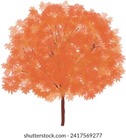 autumn forest tree natural maple