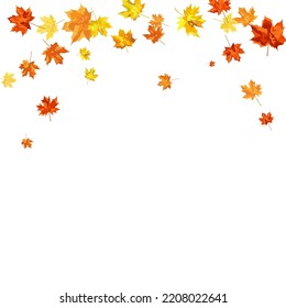 Marco De Otoño Con Hojas De Maple En El Fondo Blanco. Diseño elegante. Ilustración vectorial.