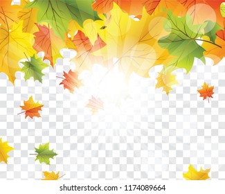 Autumn  Frame With Falling  Maple Leaves on transparency (alpha) grid background. Vector illustration.