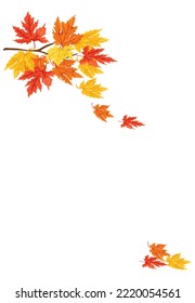 Autumn Frame With Falling Maple Leaves isolated on White Background. Elegant Design with Text Space and Ideal Balanced Colors. Vector realistic Illustration.
