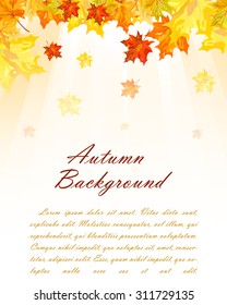 Autumn  Frame With Falling  Maple Leaves on White Background. Elegant Design with Text Space and Ideal Balanced Colors. Vector Illustration.