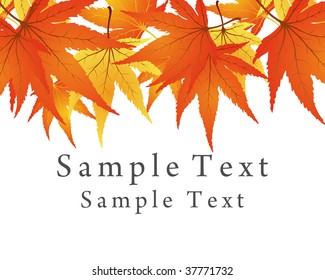 Autumn  Frame With Falling  Maple Leaves on White Background. Elegant Design with Text Space and Ideal Balanced Colors. Vector Illustration.