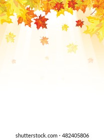 Autumn  Frame With Falling  Maple Leaves on White Background. Elegant Design with Text Space and Ideal Balanced Colors. Vector Illustration.