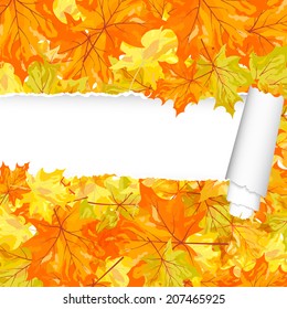 Autumn  Frame With Ripped Stripe and Maple Leaves on White Background. Elegant Design with Text Space and Ideal Balanced Colors. Vector Illustration.