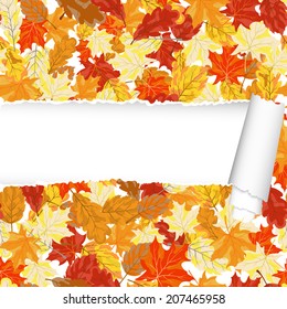 Autumn  Frame With Ripped Stripe and Maple Leaves on White Background. Elegant Design with Text Space and Ideal Balanced Colors. Vector Illustration.