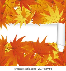 Autumn  Frame With Ripped Stripe and Maple Leaves on White Background. Elegant Design with Text Space and Ideal Balanced Colors. Vector Illustration.