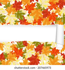 Autumn  Frame With Ripped Stripe and Maple Leaves on White Background. Elegant Design with Text Space and Ideal Balanced Colors. Vector Illustration.